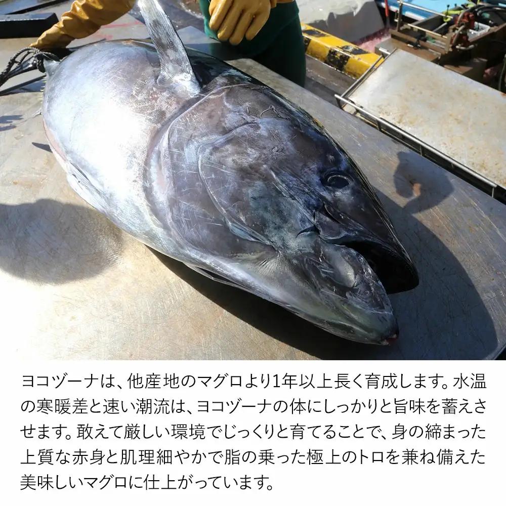 本マグロ ヨコヅーナ 訳あり端材 500g | 本マグロ