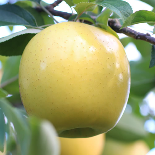 【長野県産】黄金色に輝くシナノゴールド (約10kg) 秀品 ＜2026年10月下旬から発送＞ 信州 南信州 高森町 産地直送 果物 くだもの 旬のりんご 山下屋荘介