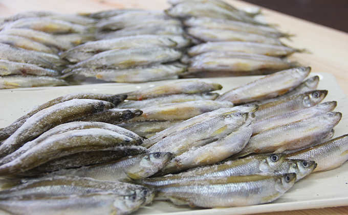 洞爺湖町産 黄金のわかさぎ 20尾×2P 計40尾 北海道産 ワカサギ わかさぎ 川魚 魚介類 産地直送 冷凍 お取り寄せ グルメ 料理 天ぷら フライ とうやマルシェ 北海道 洞爺湖町