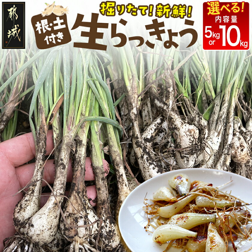【ふるさと納税】【先行予約！【内容量が選べる！】掘りたて！新鮮！根付き土付き生らっきょう≪2026年5月中旬以降順次お届け≫ - 都城産 生らっきょう 5kg/10kg サイズ無選別混合 産地直送 先行受付 予約 送料無料 SKU-L702 【宮崎県都城市は2年連続ふるさと納税日本一！】