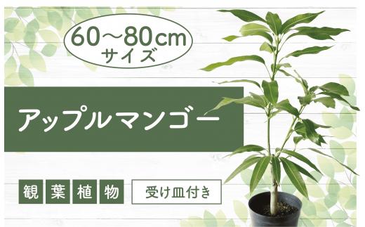 【観葉植物】アップルマンゴー苗木60cm～80cm(アーウィン種)3～4年生苗(前園植物園/025-1362) 南国鹿児島県で育った 観葉植物！植物 鉢付 インテリア 室内 オフィス おしゃれ プレゼント ギフト 開店祝い 移転祝い マイナスイオン【配送不可地域：北海道・沖縄県・離島】