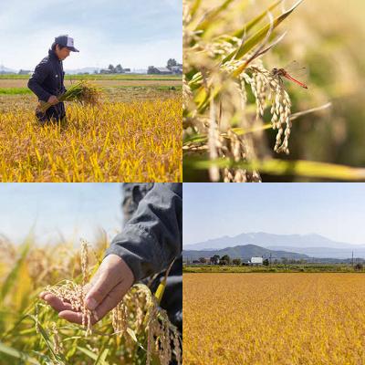 ふるさと納税 比布町 令和7年産 久保農園 ゆめぴりか 玄米 10kg |  | 03