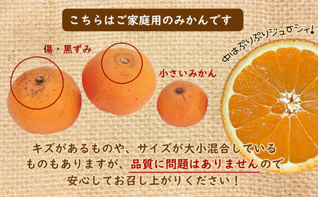 【訳あり】熊本県産 温州みかん 約9kg 味采市場