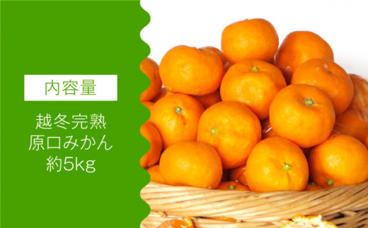【数量限定】越冬完熟 原口 みかん 約5kg 完熟ミカン ミカン 柑橘 みかん 果物  フルーツ【長崎ぶんたんの会】 [OAF010]