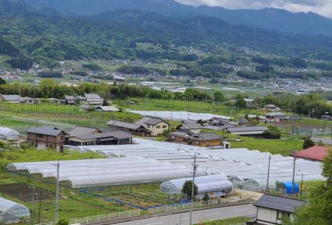 【贈答用ハウス栽培】こだわりのナガノパープル　1kg(2～3房)　2026年8月上旬より発送開始 長野県 信州 南信州 高森町 農家直送 ぶどう 果物 くだもの 旬のぶどう パープル ギフト