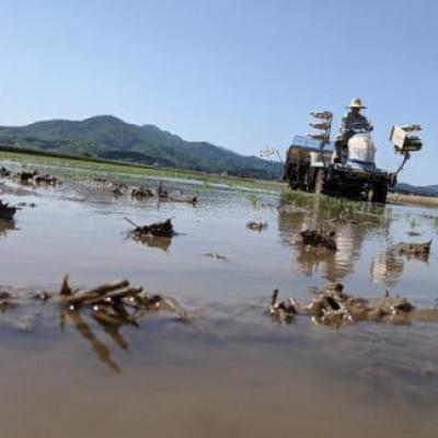 ふるさと納税 鶴岡市 【令和7年産米】「神農家」が作った特別栽培米 雪若丸 無洗米 2kg[K-722] |  | 02
