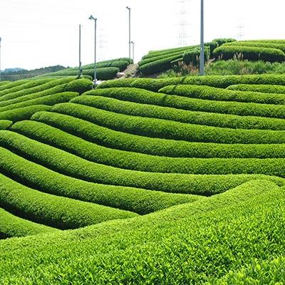 ふるさと納税 宇治田原町 有機宇治ほうじ茶　80g×10本入 |  | 01