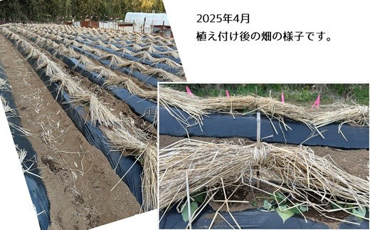 植え付け直後は、直射日光と雨が直接あたらないよう藁をかぶせます