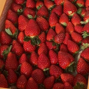 内浦いちご農園　古都華　270g×2パック【配送不可地域：離島・北海道・沖縄県】【1693515】