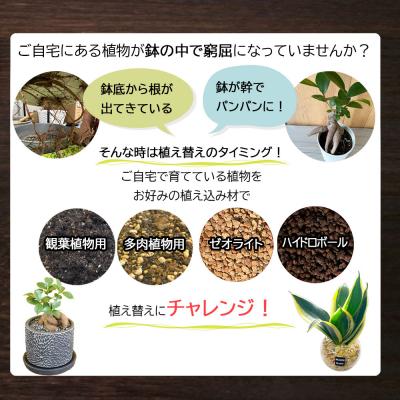 ふるさと納税 山口市 培養土【植え替え土セット】観葉植物の土　5号 E104 |  | 02