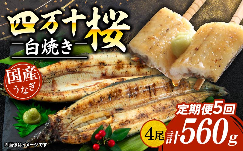 【通常用】【5回定期便】極上国産うなぎ四万十桜 白焼き約140g✕4尾 | うなぎ 鰻 ウナギ 白焼き 定期便 国産 四万十鰻 ウナギ 蒲焼き 調理済み タレ付き 頒布会 ギフト（お歳暮/お正月）高級 お取り寄せ グルメ 食べ比べ 冷凍