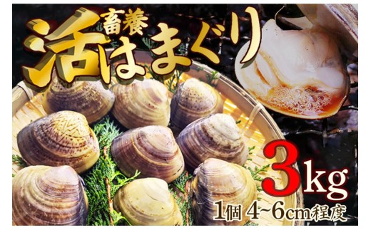 畜養活はまぐり 3kg　蛤 はまぐり ハマグリ 貝 養殖 京都 京丹後 久美浜湾 プリプリ 肉厚 酒蒸し お吸い物 ふるさと納税 送料無料　MN00056
