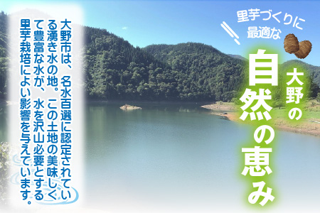 【先行予約】希少！とみた里芋 3kg ねっとりまろやか煮崩れなし！【11月～年内出荷】 