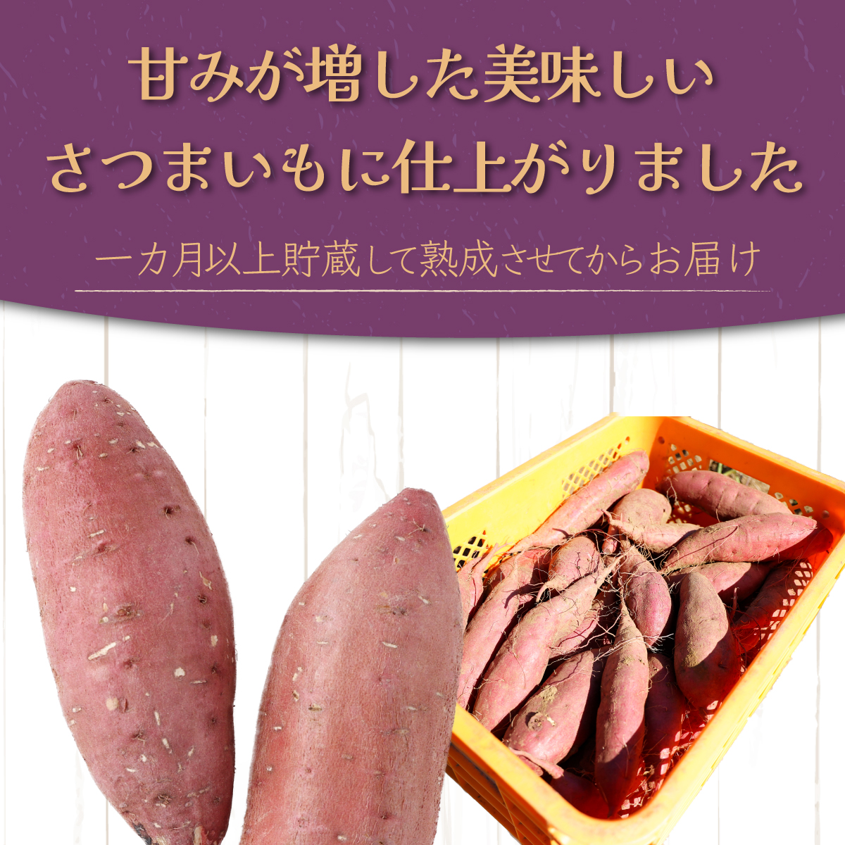 【先行予約】掘りたて！あま?い新さつまいも（紅まさり）2.5ｋｇ 芋 さつま芋 野菜 サツマイモ 数量限定_イメージ3