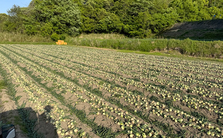 淡路島産 新たまねぎ 10kg 新玉ねぎ 玉ねぎ 玉葱 タマネギ 甘い 兵庫県 洲本市 淡路島