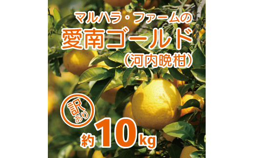 
                  順次発送中  訳あり 河内晩柑 10kg （発送期間: 4月中旬～8月下旬） 事前 予約 受付 みかん かわちばんかん 愛南ゴールド 文旦 グレープフルーツ 和製 10000円 家庭用 おいしい 糖度 愛媛 産地直送 国産 農家直送 果樹園 期間限定 数量限定 特産品 ジュース 人気 限定 愛南 愛媛県 新鮮 果実 さわやか 風味 甘い フルーツ 果物 柑橘 マルハラファーム
                