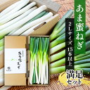 【ふるさと納税】あま蜜ねぎ　満足セット【野菜 ねぎ ネギ 長ネギ】　野菜・ねぎ・野菜・ねぎ