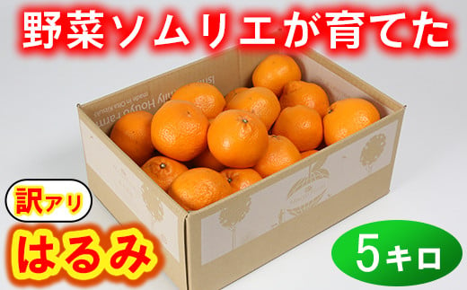 
【訳あり・規格外品】野菜ソムリエ石児さんの「はるみ 5kg」 ミカン みかん 柑橘 5kg 柑橘類 はるみ 訳あり フルーツ 1月 2月 先行予約 ＜103-011_5＞
