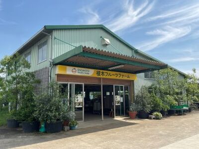 東京ゴールド(黄色)　10～12玉　【11246-0282】