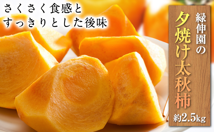 『緑伸園』の大玉 夕焼け太秋柿 約2.5kg 4-7玉前後 予約受付中 フルーツ 秋 旬　柿 ★大きく綺麗な秋の夕日のような色と形★《11月下旬-12月中旬頃出荷》