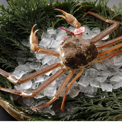 ふるさと納税 智頭町 【先行予約】鳥取県産 タグ付き 活 松葉がに 500g×1杯(中村商店)2026年1月末より順次発送