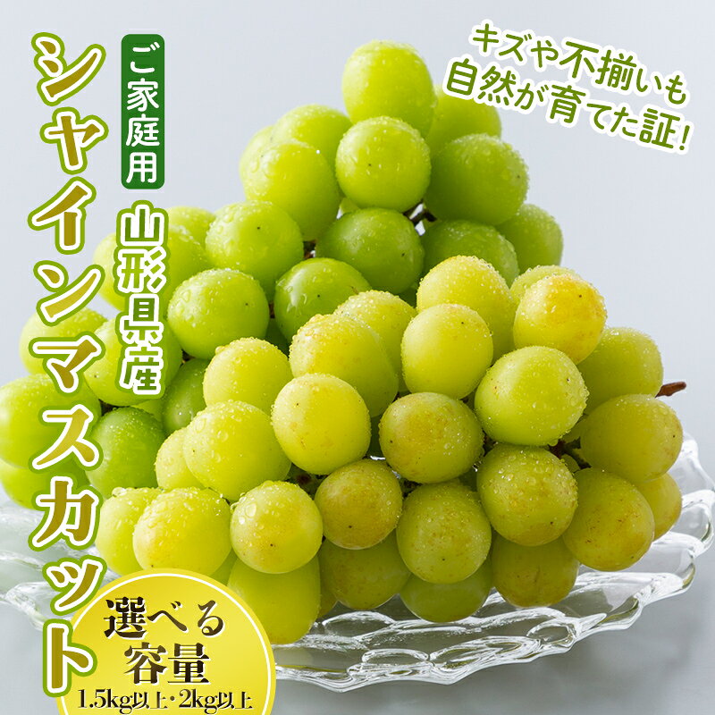 【ふるさと納税】ご家庭用 山形県産 大粒ぶどう シャインマスカット 1.5kg以上(3~4房) 2kg以上(4~7房) 選べる容量 種無し 葡萄 ぶどう ブドウ マスカット 果物 くだもの フルーツ 規格外 訳あり ワケアリ 自宅 家庭 山形県 西川町 月山 FYN6-634var