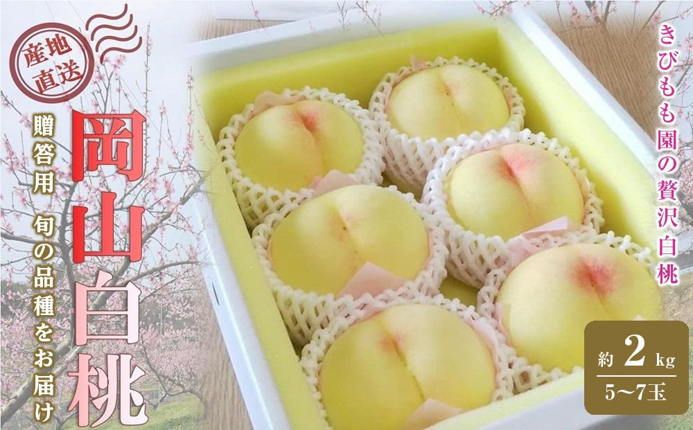
            桃 2026年 贈答用 岡山 白桃  約2kg（5～7玉）【白桃 桃 モモ 岡山県 岡山市産 国産 フルーツ 果物 ギフト 新鮮 おすすめ 人気 贈答品】
          