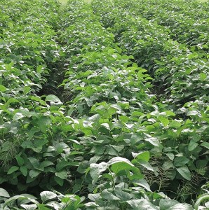 【予約令和8年産】 有機黒枝豆(さや) 丹波篠山産１kg  枝豆 BA36 