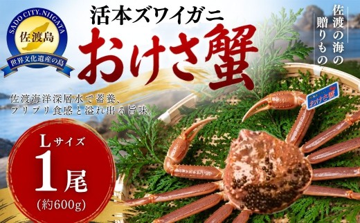 活本ズワイガニ「おけさ蟹」Lサイズ 1尾（1尾あたり約600g） | 新潟県 佐渡産 本ズワイガニ おけさ蟹 活蟹 活き蟹 ズワイガニ カニ 蟹 かに 海鮮 魚介 魚介類 佐渡市  新潟県産カニ 佐渡産カニ  姿 かにみそ 海鮮 魚介 魚介類  新潟県産カニ 佐渡産カニ 本ズワイガニ おけさ蟹 活蟹 活き蟹 ズワイガニ  佐渡産 本ズワイガニ おけさ蟹 活蟹 活き蟹 ズワイガニ カニ 蟹 かに  
