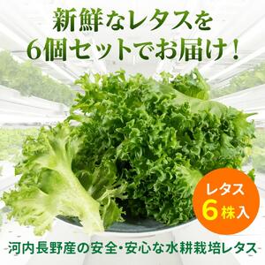 【レタス定期便　毎月お届け12ヵ月】レタス 6個 水耕栽培 河内長野産 フリルレタス 種類 栽培 菜 茎 レタス サラダ 副菜 おつまみ フレアベル レタス フリルアイス レタス セット 無農薬 栄養