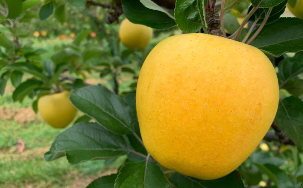 ＜11月下旬頃よりお届け＞北海道壮瞥産りんご シナノゴールド 約5kgシナノゴールド　約(13～18玉)【贈答用】 SBTK018