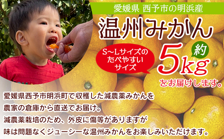 明浜産 浜のみかん屋直送 減農薬温州みかん（5kg）