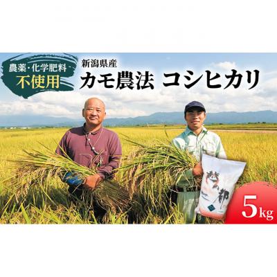 ふるさと納税 新潟市 カモ農法コシヒカリ5kg 米 精米 白米 コシヒカリ 5kg [54070755]