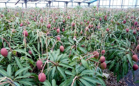 【2024年発送】久米島赤鶏牧場の循環型農業で育てた完熟マンゴー1kg（2～3玉）