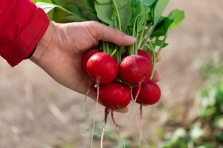 京丹波ラディッシュ 7袋セット 京都 丹波 大粒 ジューシー フルーティー ソテー グリル料理 バーベキュー アヒージョ かき揚げ サラダ スープ ※北海道・沖縄・その他離島への配送不可 [010NM