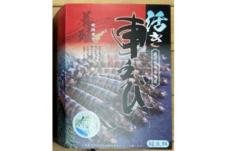 【ふるさと納税】奄美大島産・活き車海老400g（12/1～出荷開始・先行予約）・鹿児島県宇検村