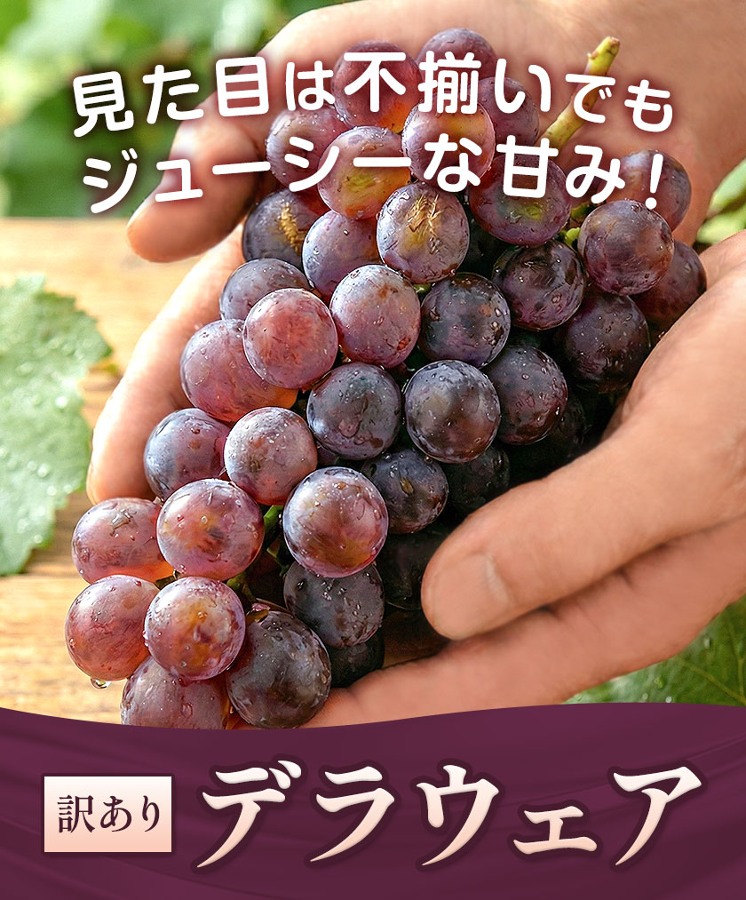 【2026年先行予約】デラウェア ぶどう 訳あり ご家庭用 約1.5kg《2026年7月上旬-8月上旬頃出荷》大阪府 羽曳野市 送料無料 ブドウ 葡萄 フルーツ 果物 羽曳野市産 一大産地 青果 お取り寄せフルーツ---habikino_lcl_6_3---