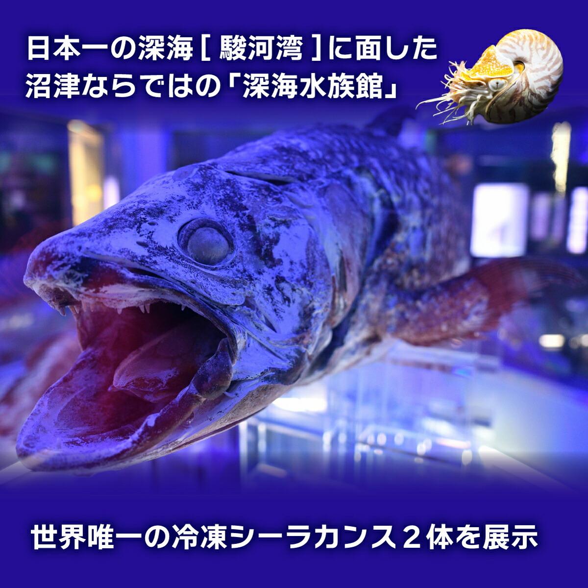 沼津港深海水族館ペアチケット