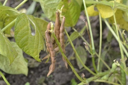 瑞穂大納言小豆1.5kg 京都 京丹波町産 ブランド 小豆 あずき [024KK002]