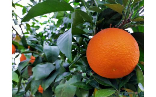 【先行予約】【数量限定】Saito Orange Farmの愛果28号（まどんな）3kg（2026年1月下旬頃より順次発送） IKTAQ017