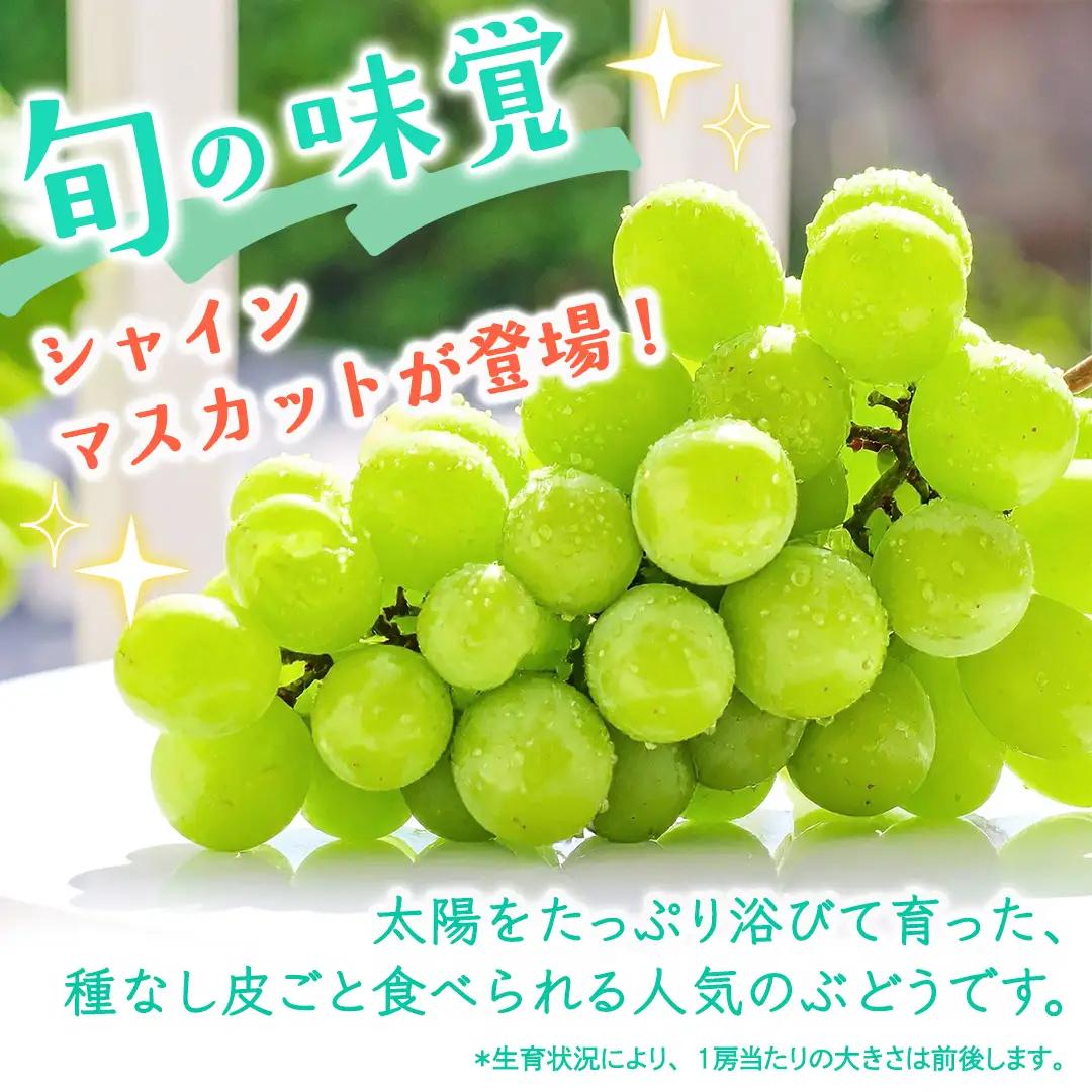 シャインマスカット 約1.3キロ（約2房） 【2026年9月より発送開始】（茨城県共通返礼品 [ぶどう]：結城市産） 