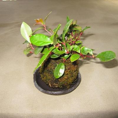 ふるさと納税 竜王町 季節で変わる可愛いコケ玉セット |  | 01