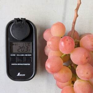 【2026年先行受付】牧丘天空ブランド山梨オリジナル品種サンシャインレッド【配送不可地域：離島】【1691205】