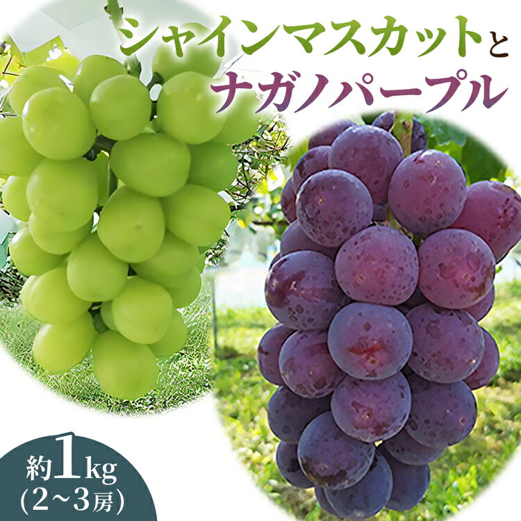 【ふるさと納税】シャインマスカット&ナガノパープル 詰め合わせ 1kg(2〜3房) | シャインマスカット しゃいんますかっと ぶどう ブドウ 葡萄 ナガノパープル ながのぱーぷる 詰合せ 旬 先行予約 数量限定 果物 フルーツ 直送 贈答 プレゼント 田原ぶどう園 埼玉県 杉戸町