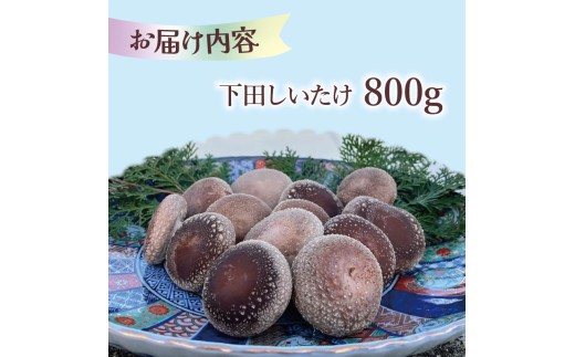 下田 しいたけ 800g 先行予約 10月中旬以降発送 椎茸 シイタケ 菌床椎茸 循環型栽培  ミックスサイズ S M L きのこ キノコ 静岡県産 お取り寄せ 静岡 下田 伊豆 養鶏 farm1987