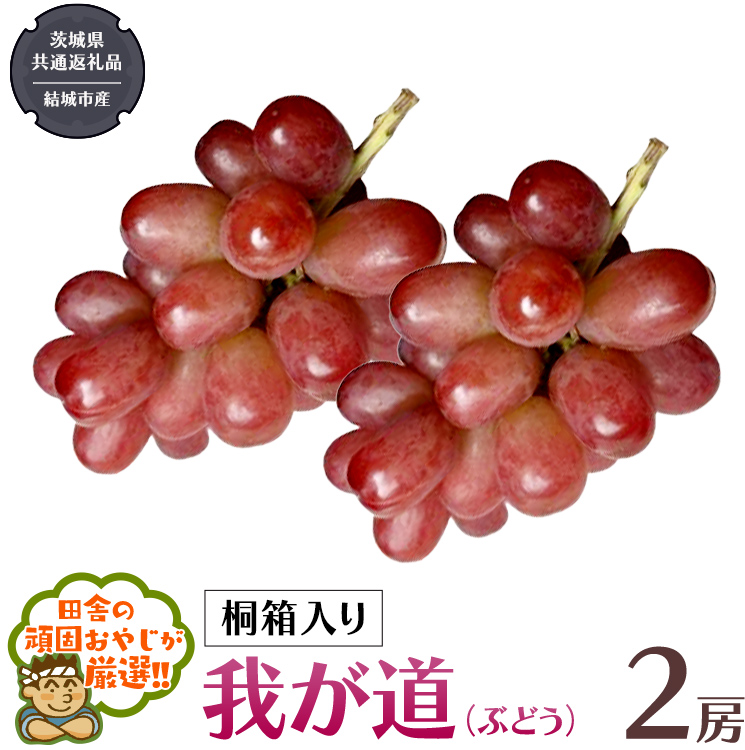 【 桐箱入り 】我が道 （ ぶどう ） 2房 【2026年9月から発送開始】（茨城県共通返礼品 [ぶどう]：結城市産）  ぶどう 我が道 果物 フルーツ 季節 旬 [BI395-NT]
