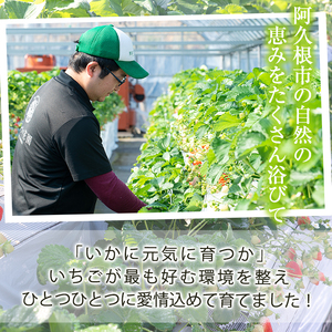 ＜先行予約受付中！2026年1月以降順次発送予定＞桐箱入！自社農園産いちご 恋みのり(計20個) 鹿児島 阿久根 自社農園 果物 フルーツ イチゴ いちご 苺 恋みのり 贈答用 ギフト 桐箱 デザート