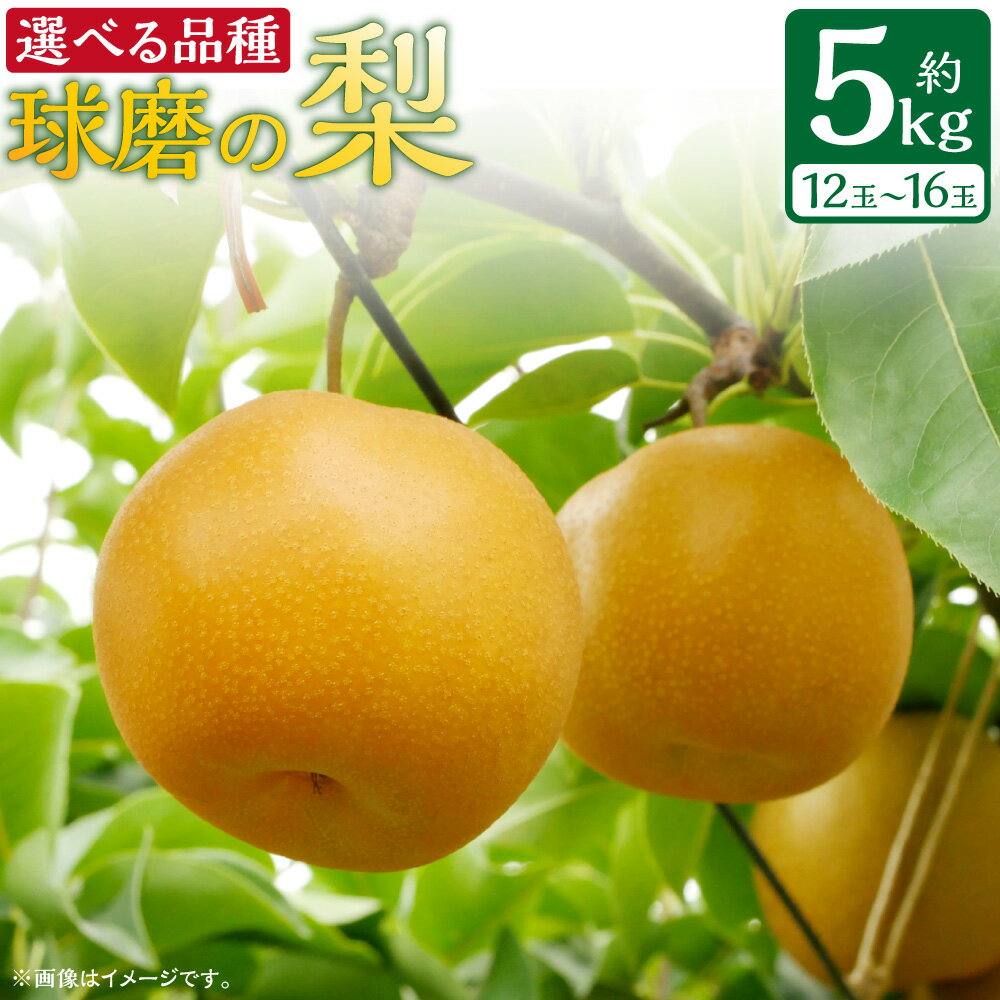 【ふるさと納税】【選べる種類】 熊本県JAくま産 球磨の梨 幸水 豊水 あきづき 5kg (12玉～16玉) 梨 なし くだもの 果物 フルーツ 旬 熊本県 あさぎり町 お届け時期：2025年8月上旬〜10月上旬