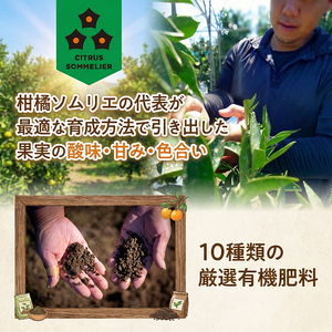 【2027年2月下旬から順次発送】せとか B品 家庭用 5kg | セトカ 愛媛産 愛媛県産 国産 愛媛みかん 愛媛蜜柑 愛媛ミカン みかん ミカン mikan 蜜柑 柑橘 フルーツ 果物 くだもの 