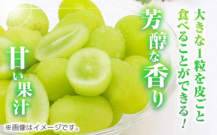 【先行予約】　【3回定期便】　訳あり シャインマスカット 切り落とし 約700g  【合同会社 社方園】 [ZBZ046]